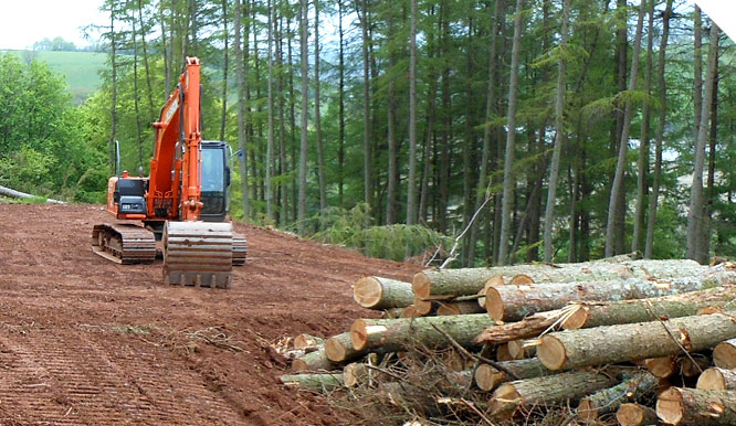 Forest with all the gorse and scrub removed